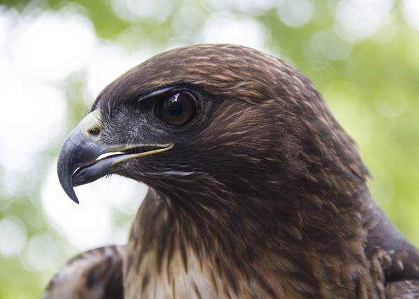 8690 red-tailed hawk swingle odfw (14847584708) by Bob Swingle/Oregon Department of Fish & Wildlife is licensed under CC BY-SA 2.0.
